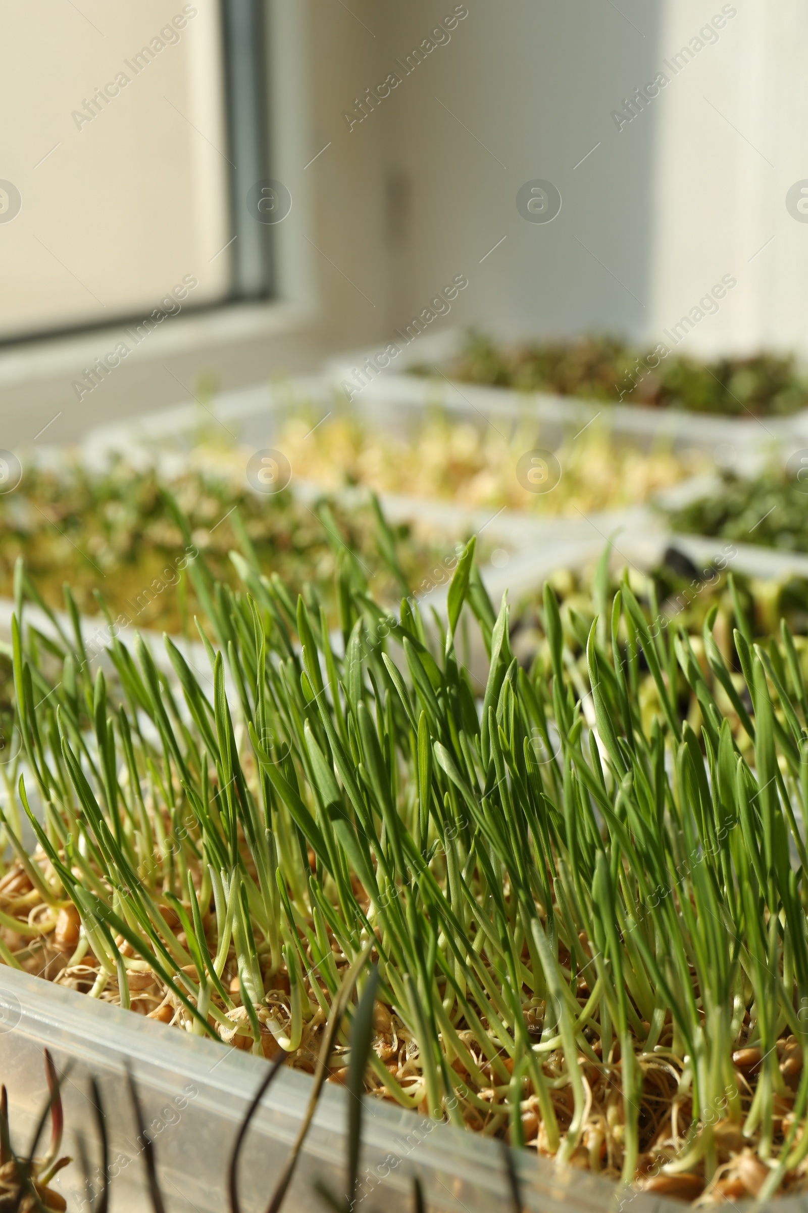 Photo of Different microgreens growing in containers on window sill indoors, closeup