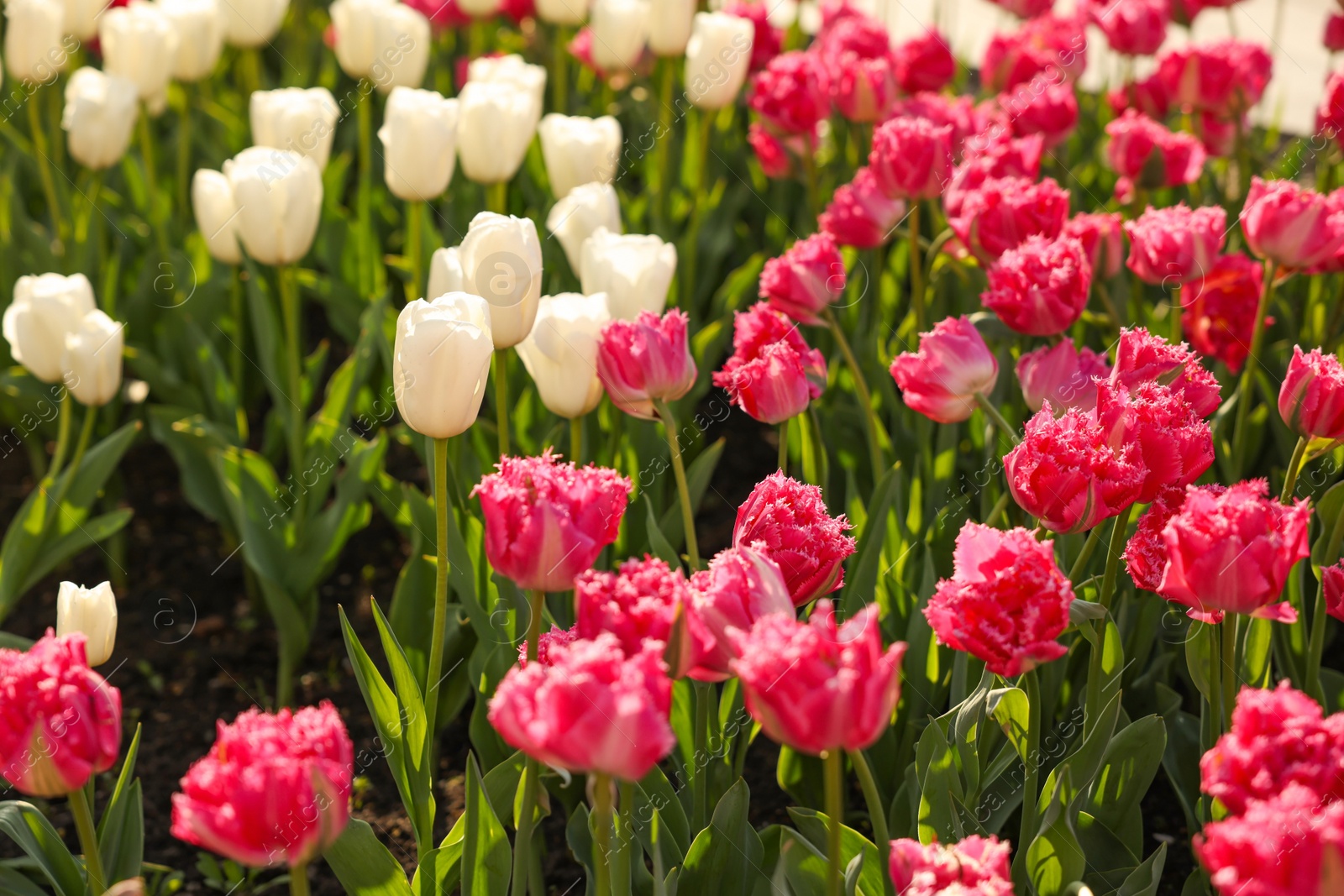 Photo of Beautiful colorful tulips growing in flower bed