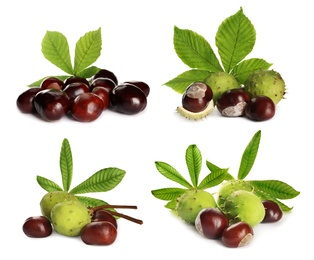 Set of brown horse chestnuts with green leaves isolated on white