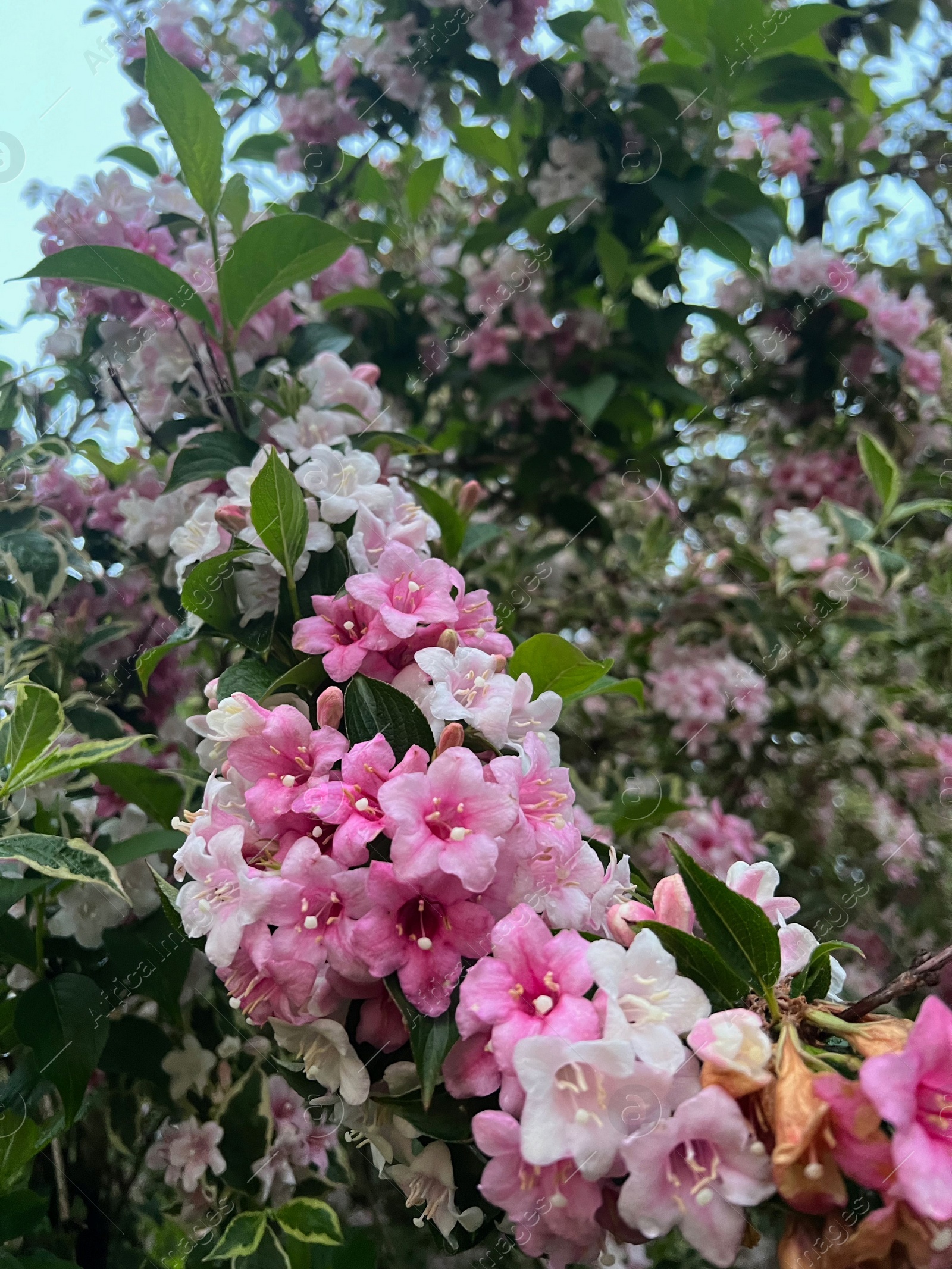 Photo of Beautiful pink and white flowers of blooming weigela shrub outdoors