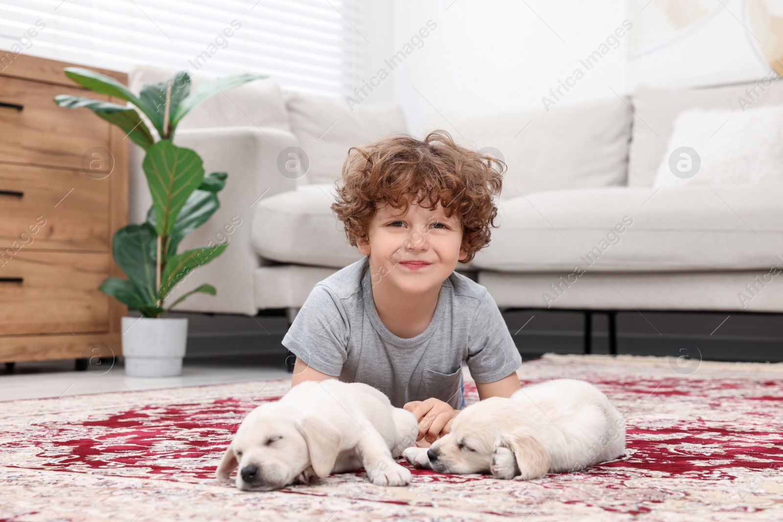 Photo of Little boy with cute puppies on carpet at home