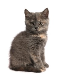 Photo of Cute fluffy kitten on light grey background