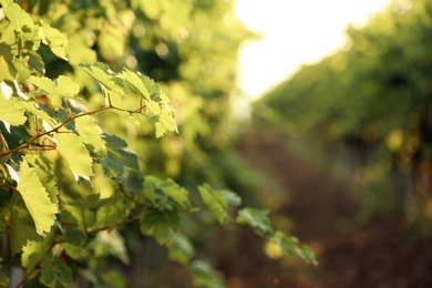 Photo of Green grape vines growing in vineyard, closeup view