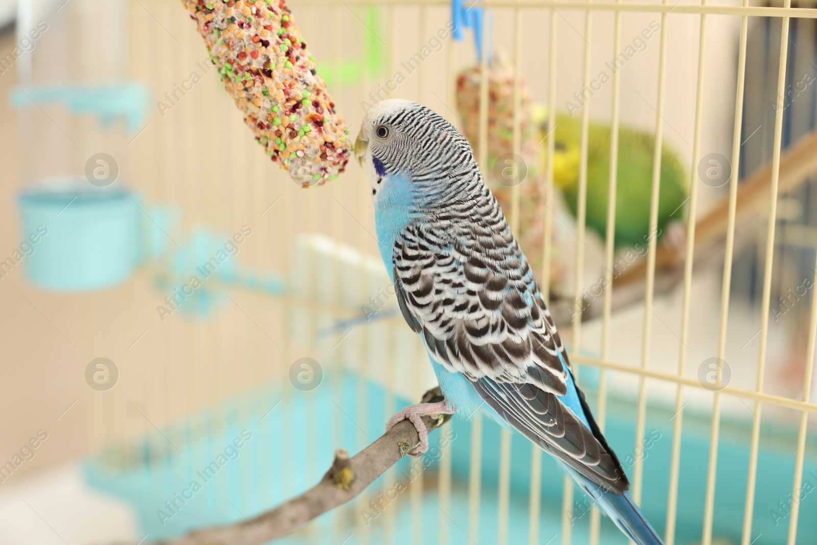 Photo of Pet parrot. Cute budgerigars and bird treats at home