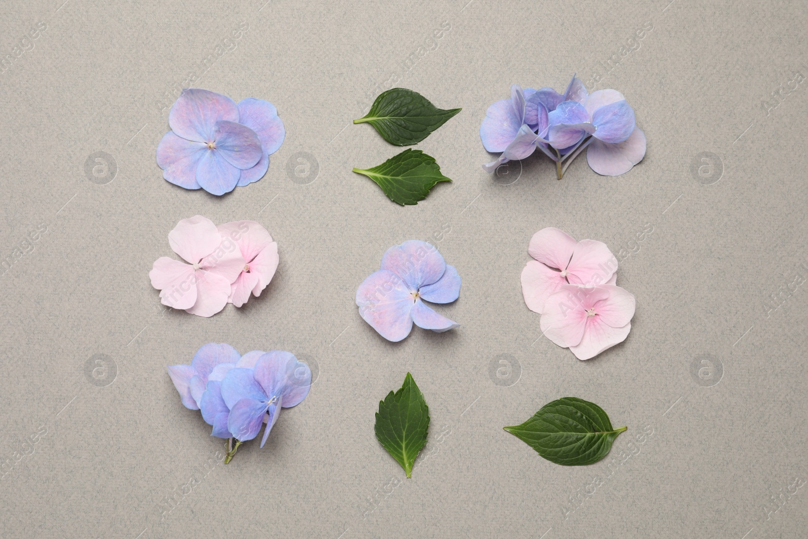 Photo of Beautiful hortensia flowers with leaves on grey background, flat lay