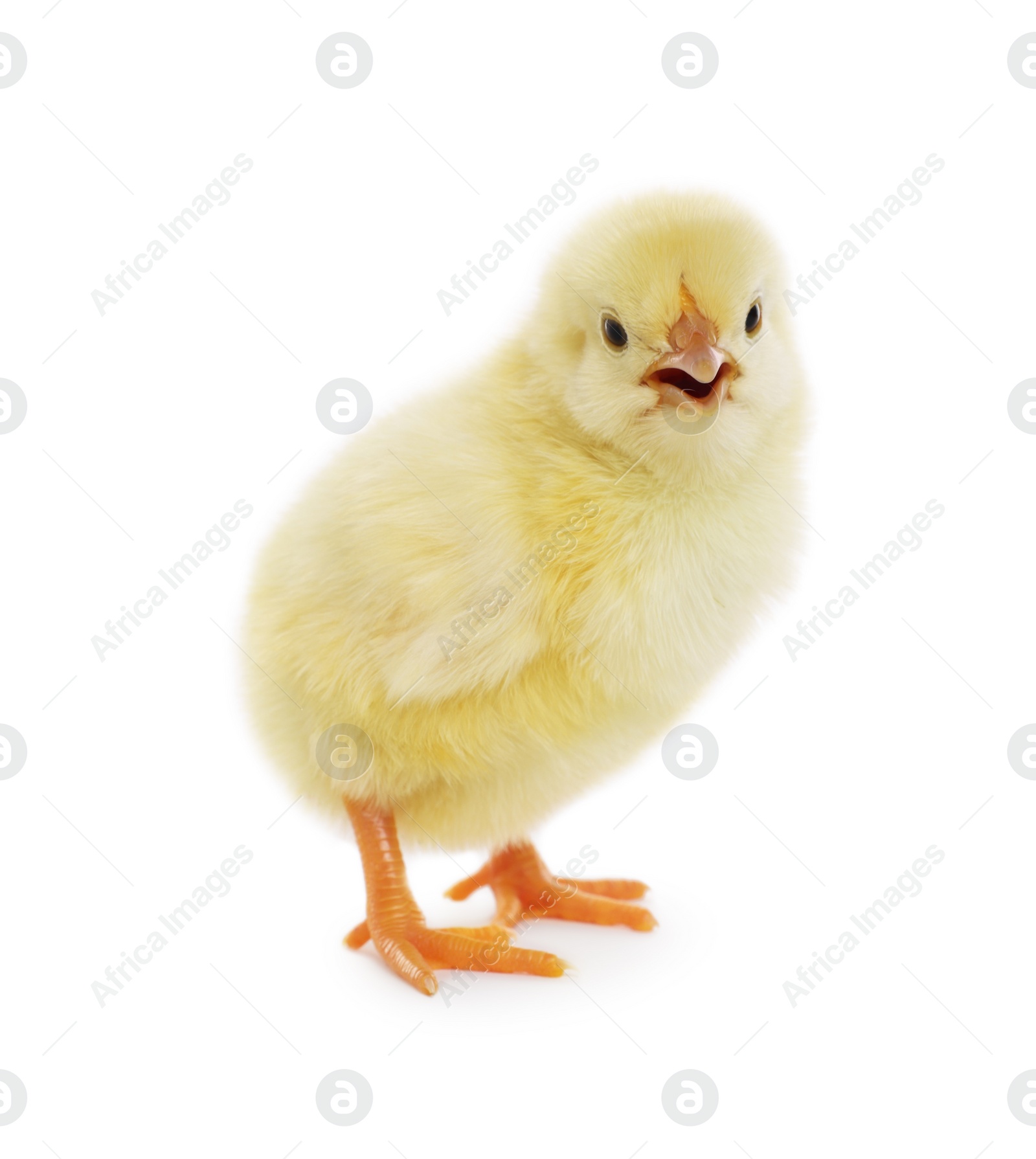 Photo of Cute fluffy baby chicken on white background