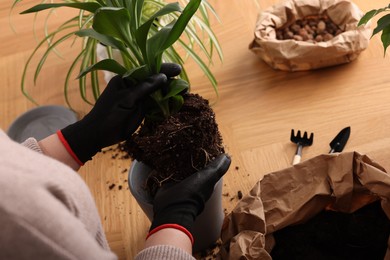 Photo of Woman in gloves transplanting houseplant into new pot at wooden table indoors, closeup