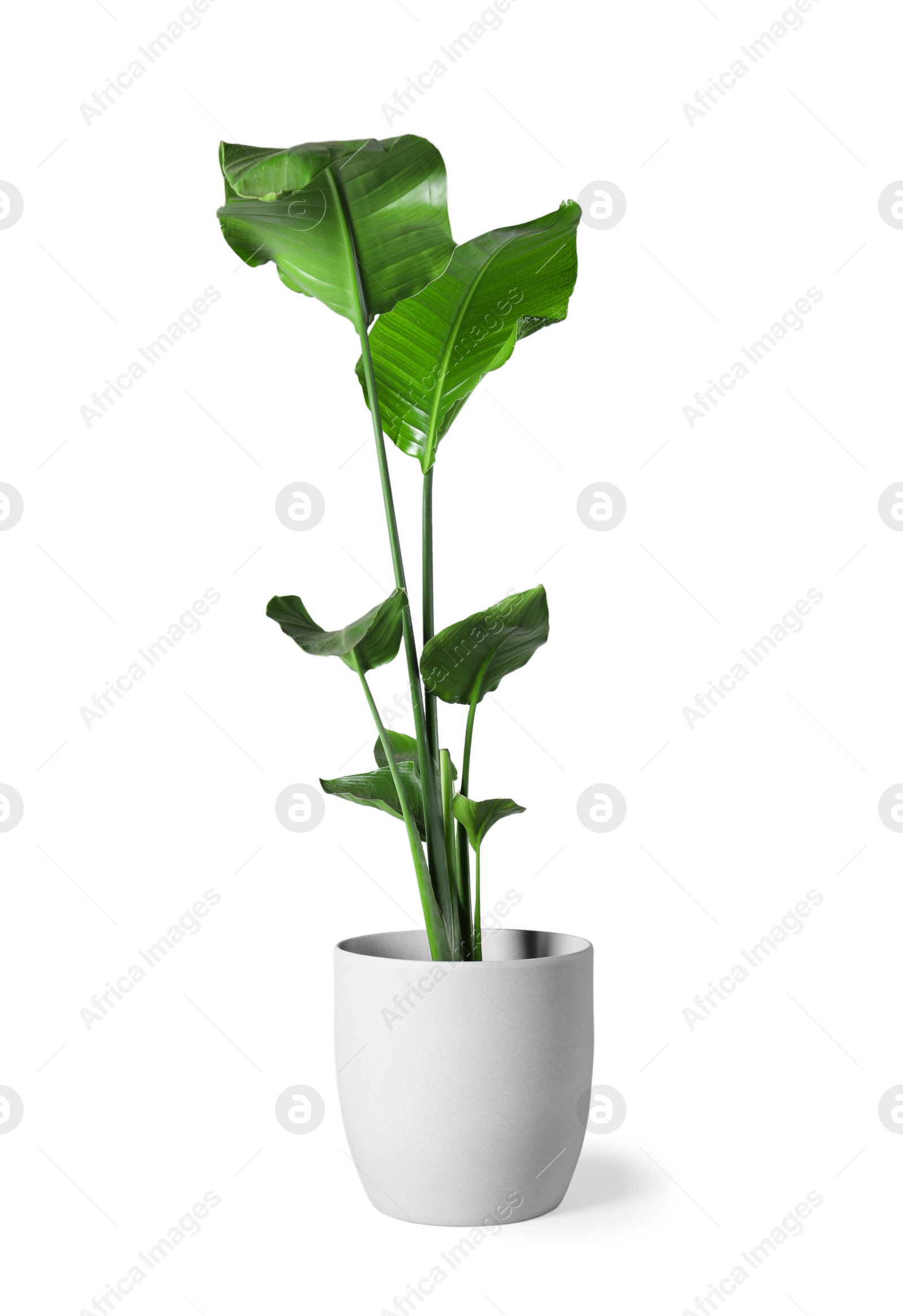 Photo of Beautiful houseplant in pot isolated on white