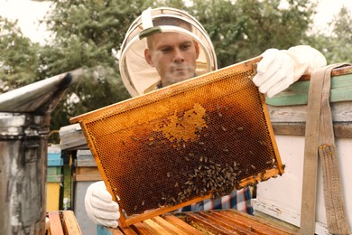 Beekeeper with hive frame at apiary. Harvesting honey