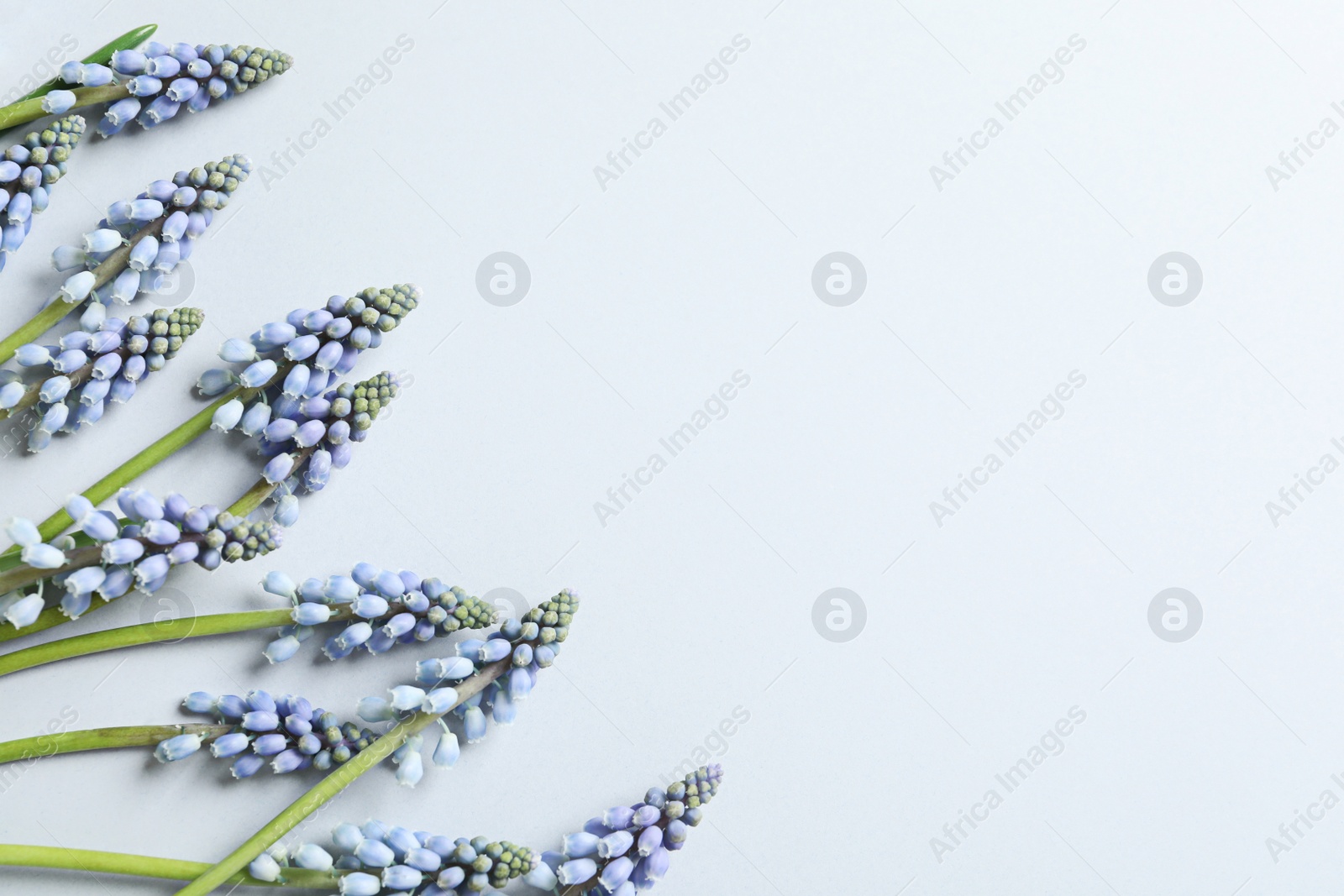 Photo of Flat lay composition with spring muscari flowers on light background, space for text