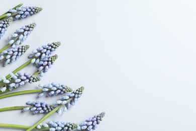 Photo of Flat lay composition with spring muscari flowers on light background, space for text