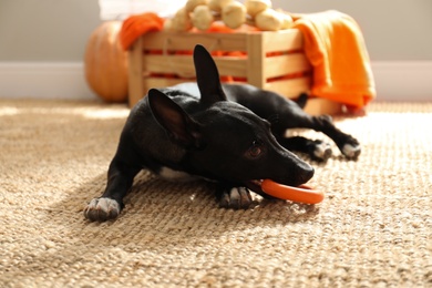 Photo of Cute black dog with toy on floor indoors. Halloween celebration