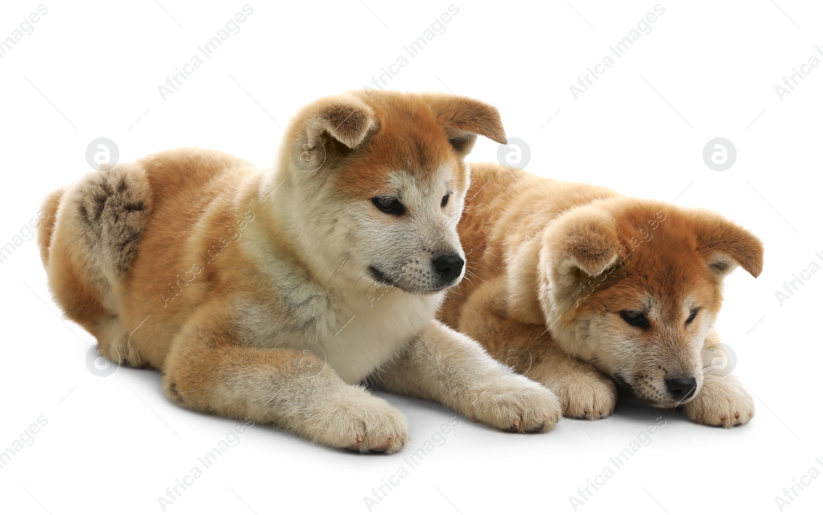 Photo of Cute akita inu puppies isolated on white