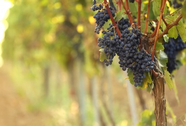 Fresh ripe juicy grapes growing on branches in vineyard