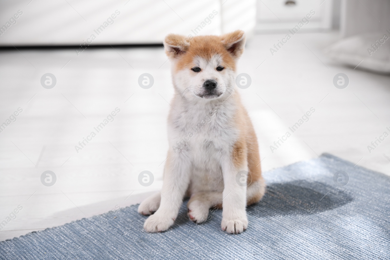 Photo of Adorable akita inu puppy near puddle on rug at home