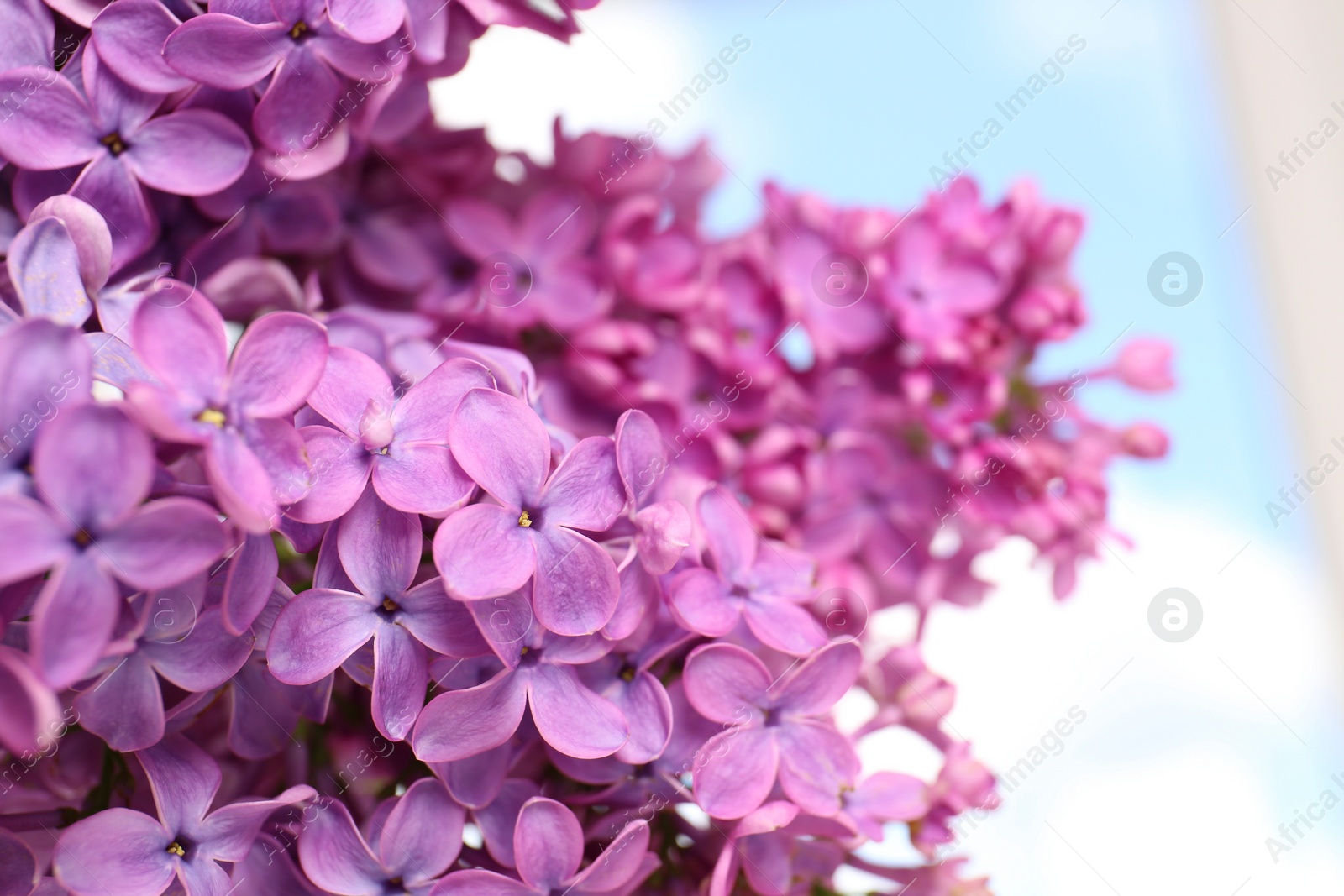 Photo of Beautiful blooming lilac flowers against blurred background, closeup. Space for text