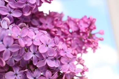 Beautiful blooming lilac flowers against blurred background, closeup. Space for text