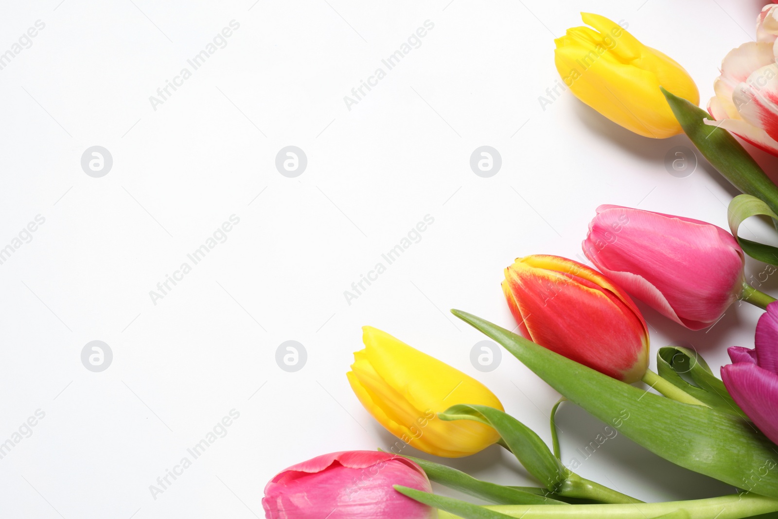 Photo of Beautiful spring tulips on white background, top view