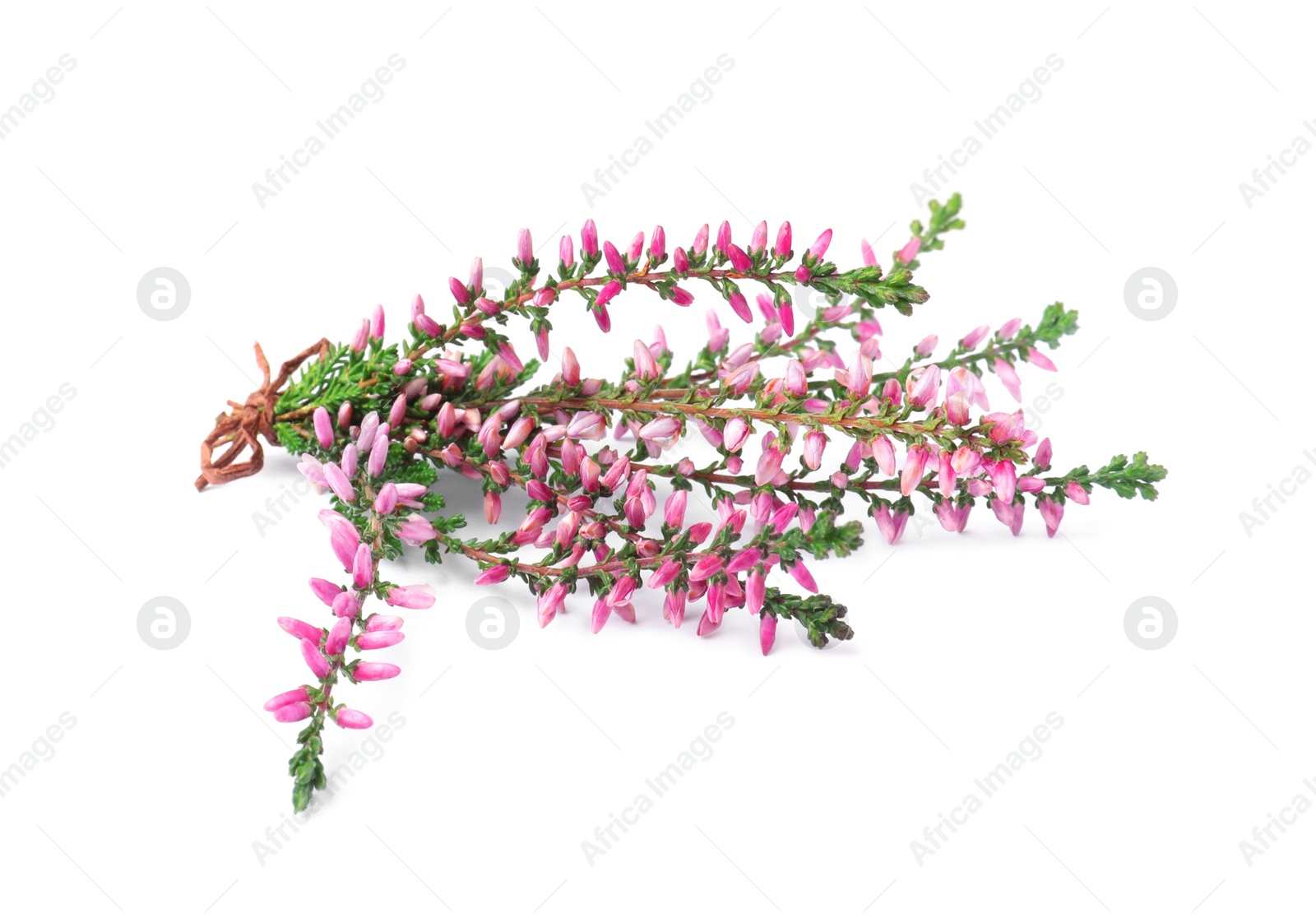 Photo of Bunch of heather branches with beautiful flowers isolated on white