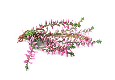 Bunch of heather branches with beautiful flowers isolated on white