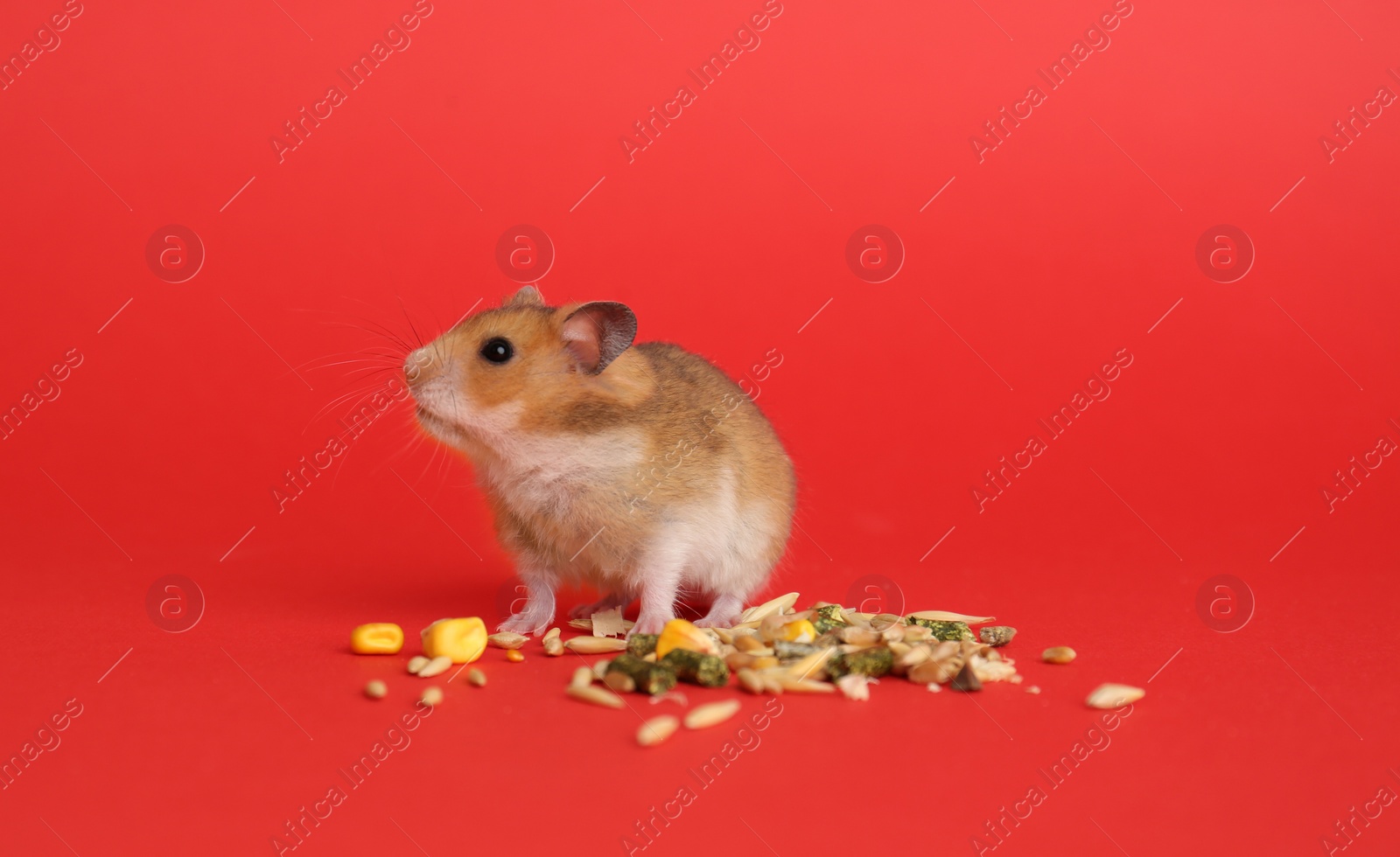 Photo of Cute little hamster eating on red background