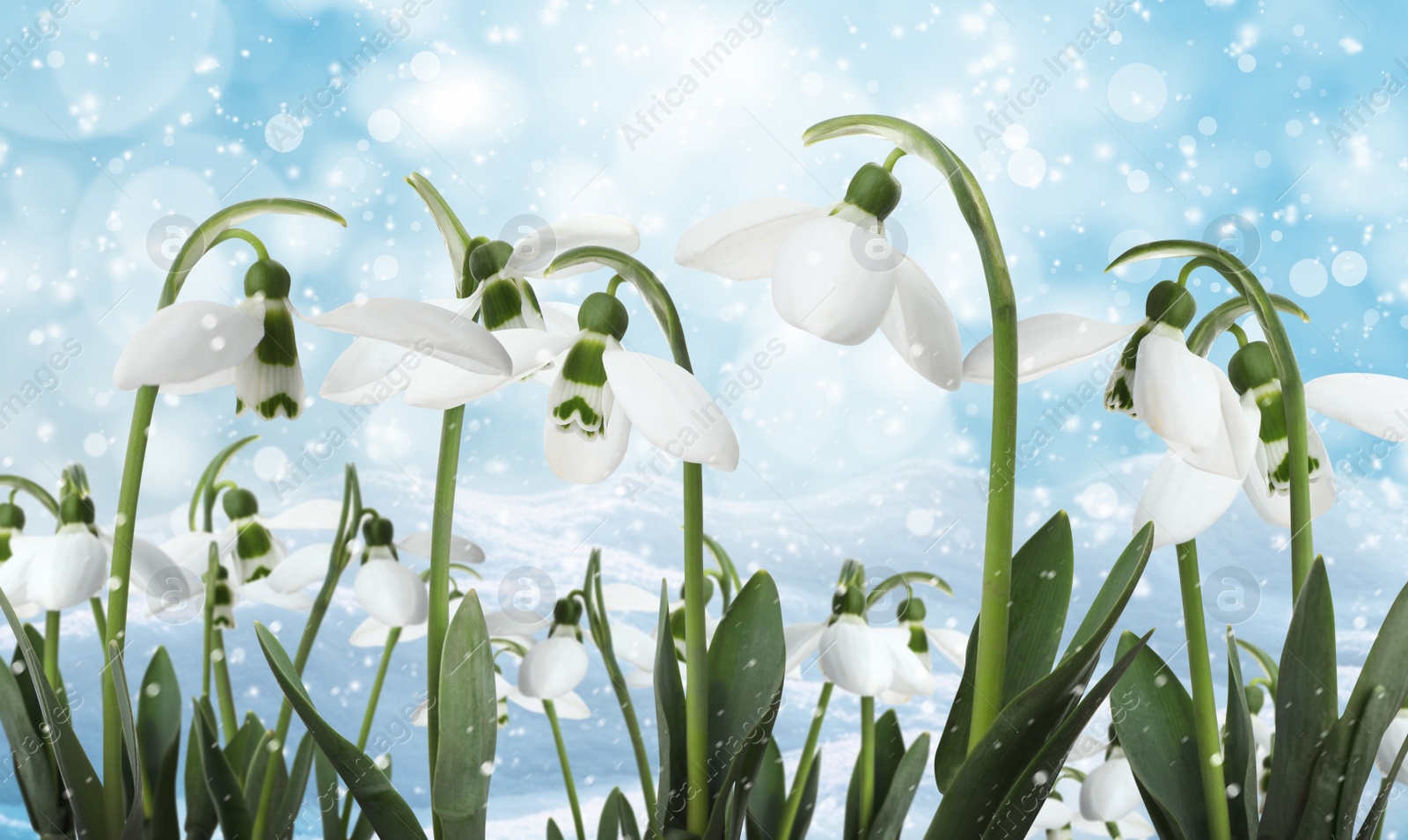 Image of Beautiful tender snowdrops outdoors. First spring flowers