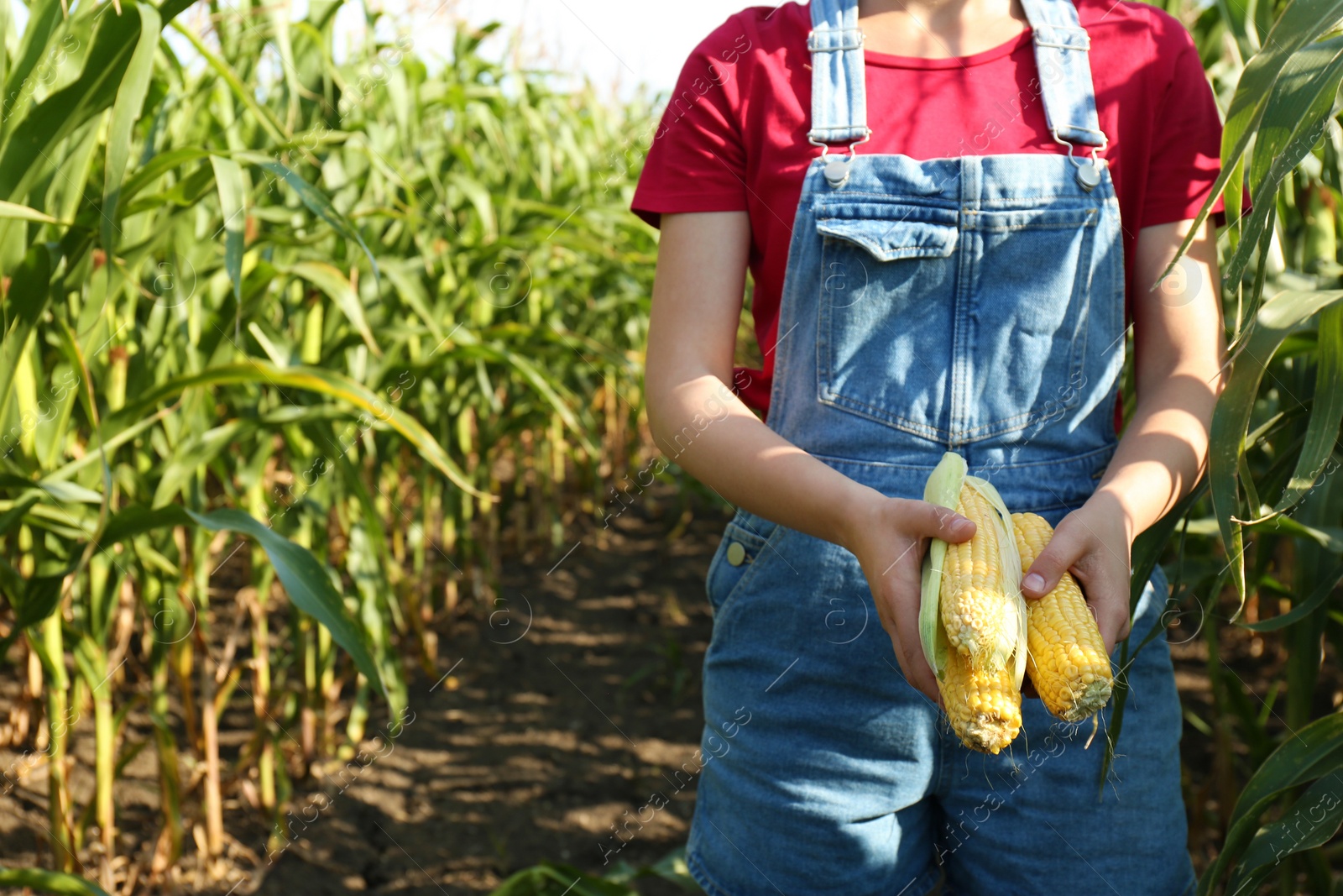 Photo of Woman holding fresh ripe corn on field, closeup