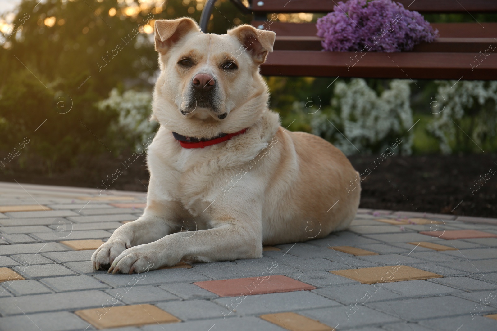 Photo of Cute dog near bench with lilac in park