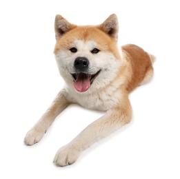 Cute Akita Inu dog isolated on white