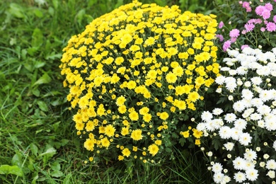 Photo of Beautiful blooming Chrysanthemum bushes outdoors. Autumn flowers