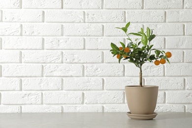 Photo of Potted citrus tree on table against brick wall. Space for text