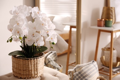 Photo of Beautiful potted white orchids in room, space for text. Interior design