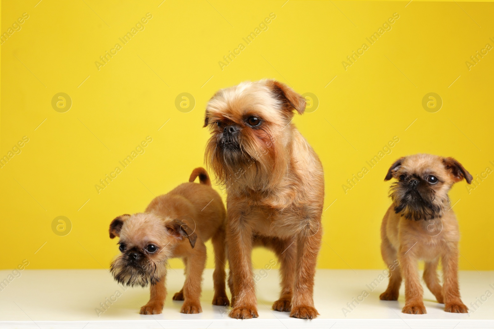 Photo of Studio portrait of funny Brussels Griffon dogs on color background