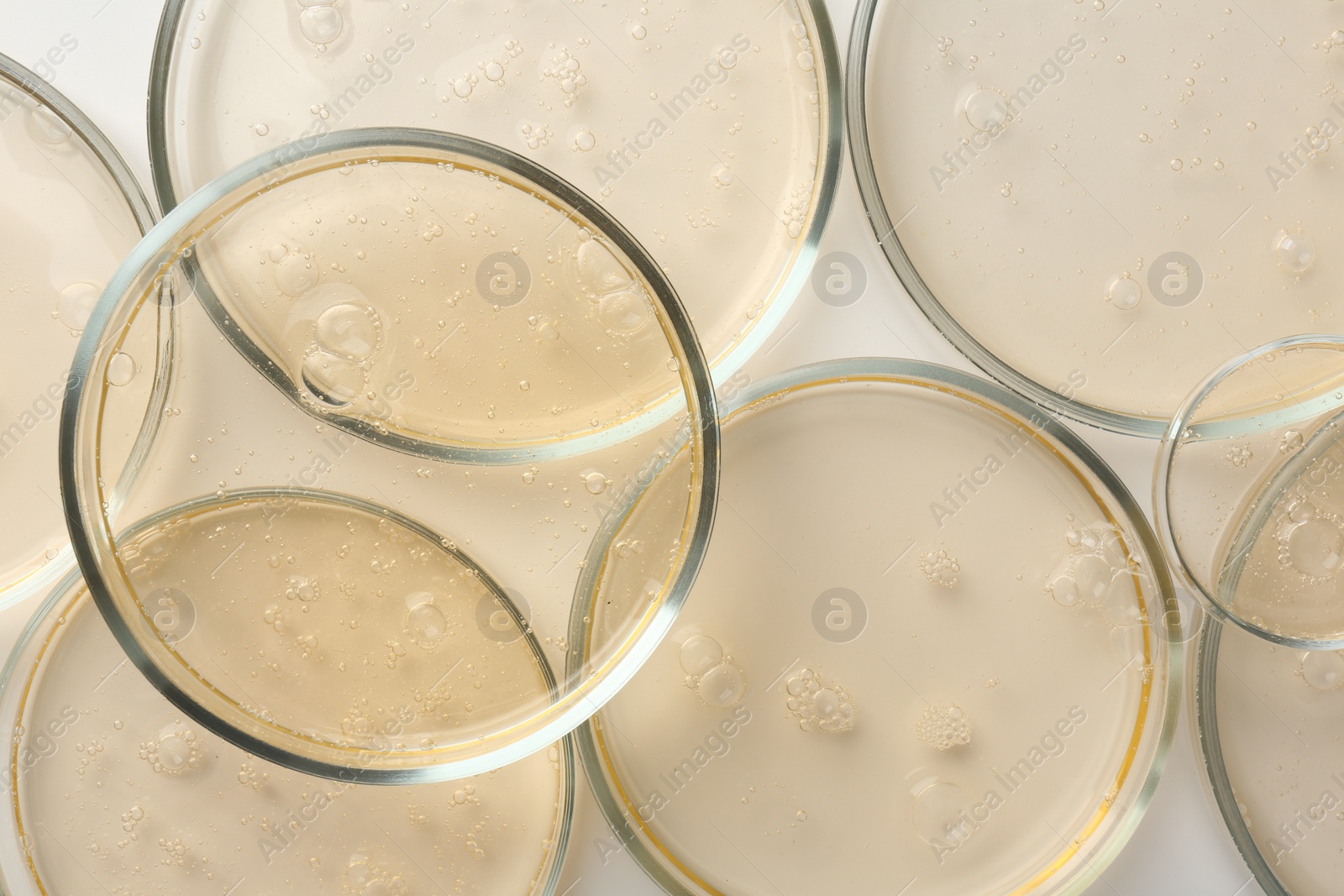 Photo of Petri dishes with color liquid samples on white background, top view