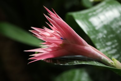 Photo of Beautiful blooming bromelia flower on blurred background, closeup