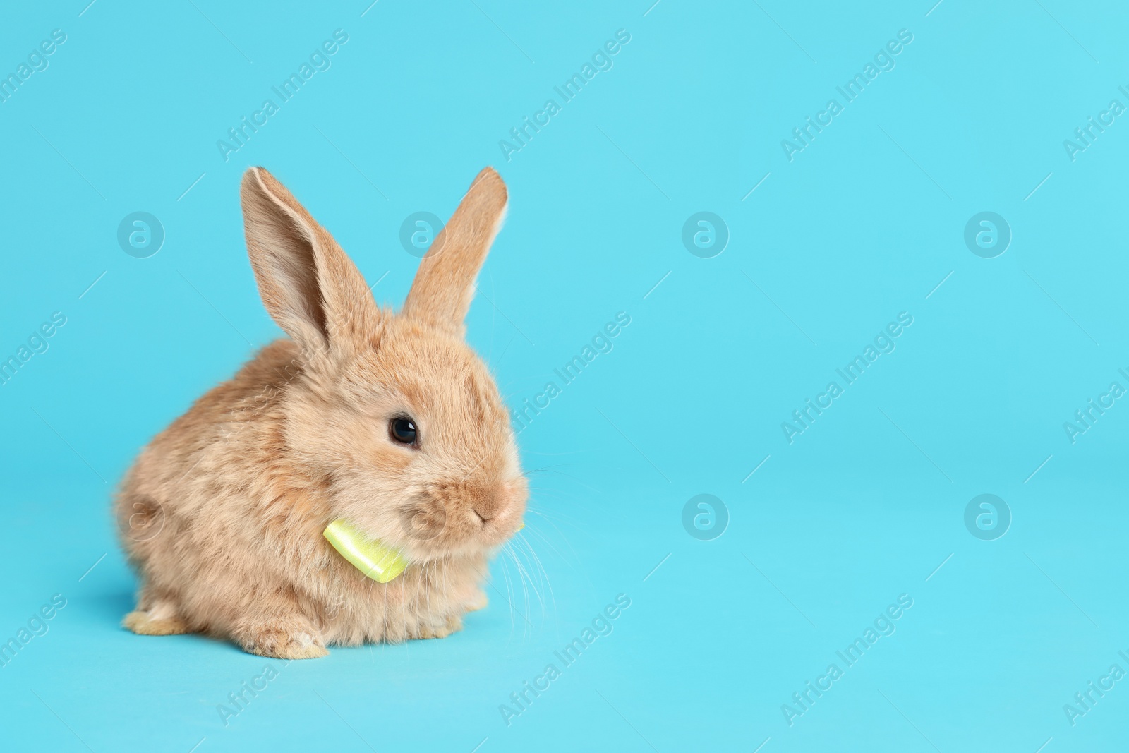 Photo of Adorable furry Easter bunny with cute bow tie on color background, space for text