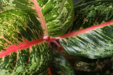 Aglaonema with beautiful leaves as background, closeup. Tropical plant