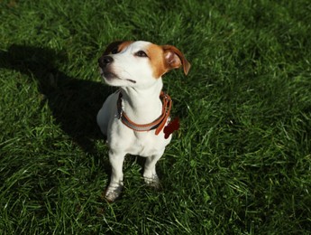 Photo of Beautiful Jack Russell Terrier in dog collar with tag on green grass outdoors