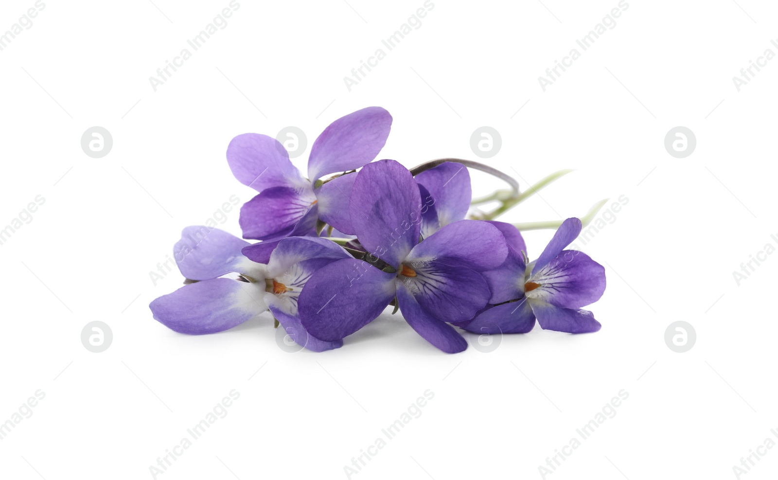 Photo of Beautiful wood violets on white background. Spring flowers