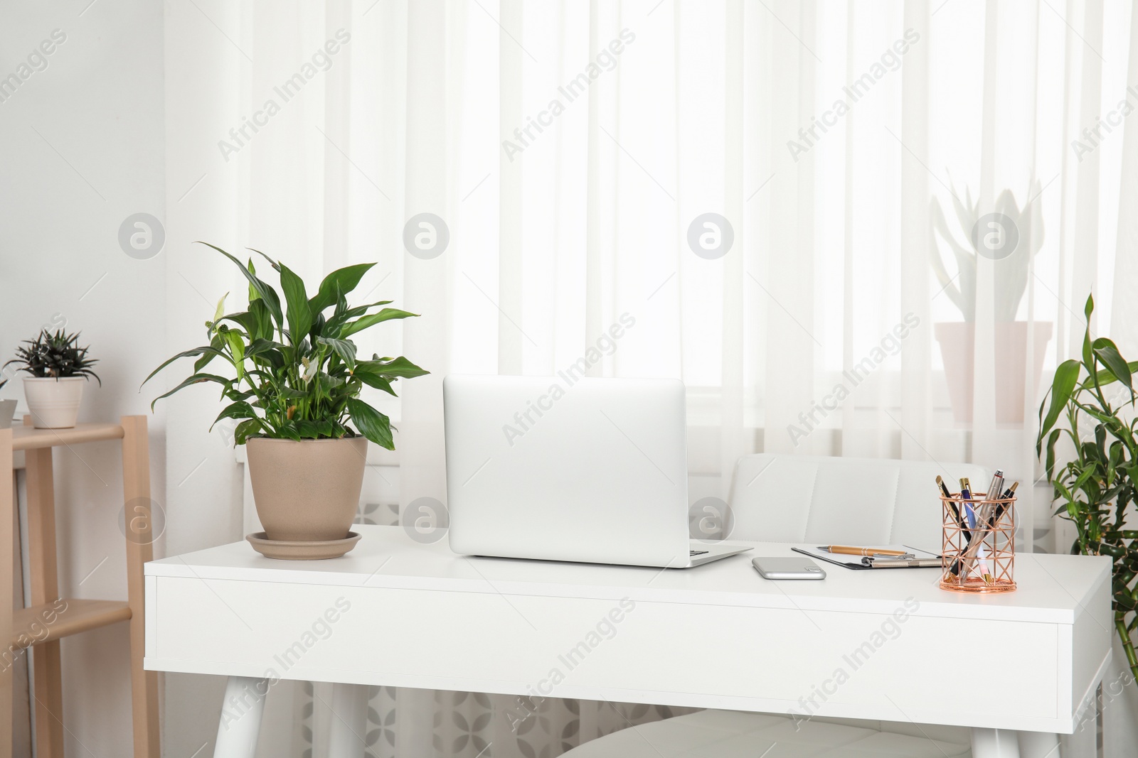 Photo of Houseplants and laptop on table in office interior