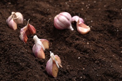 Photo of Cloves of garlic in fertile soil, space for text. Vegetable planting