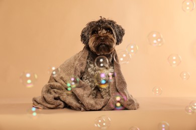 Cute dog with towel and bubbles on light brown background