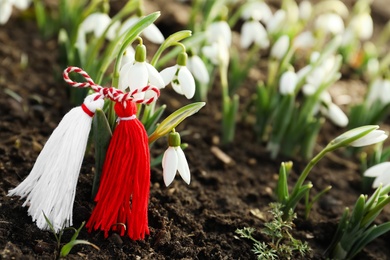 Photo of Traditional martisor among beautiful snowdrops outdoors. Beginning of spring celebration