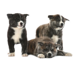 Photo of Cute Akita inu puppies on white background. Friendly dogs