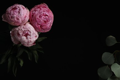 Photo of Beautiful fresh peonies on dark background, space for text