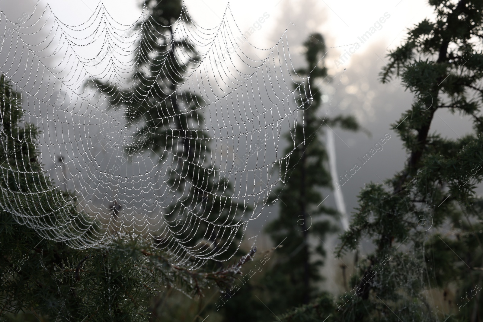 Photo of Closeup view of cobweb with dew drops on plants outdoors