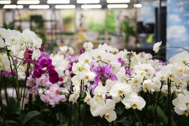 Beautiful orchid flowers at floral shop, closeup