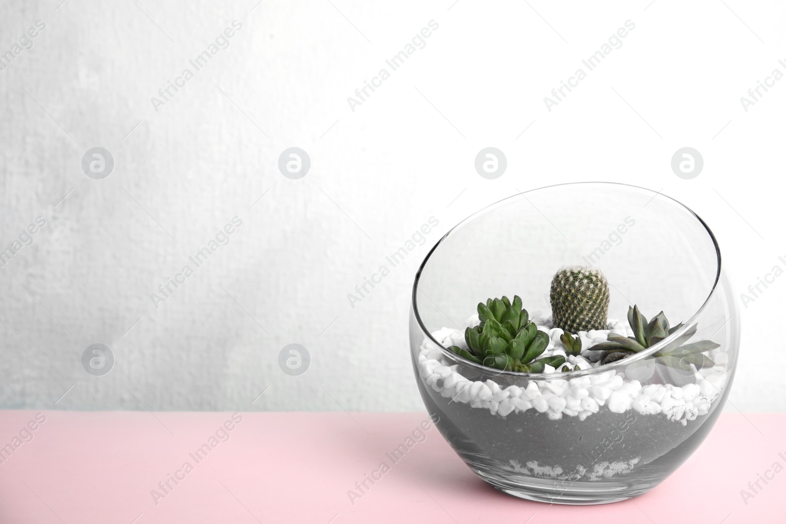 Photo of Glass florarium with different succulents on color background, space for text