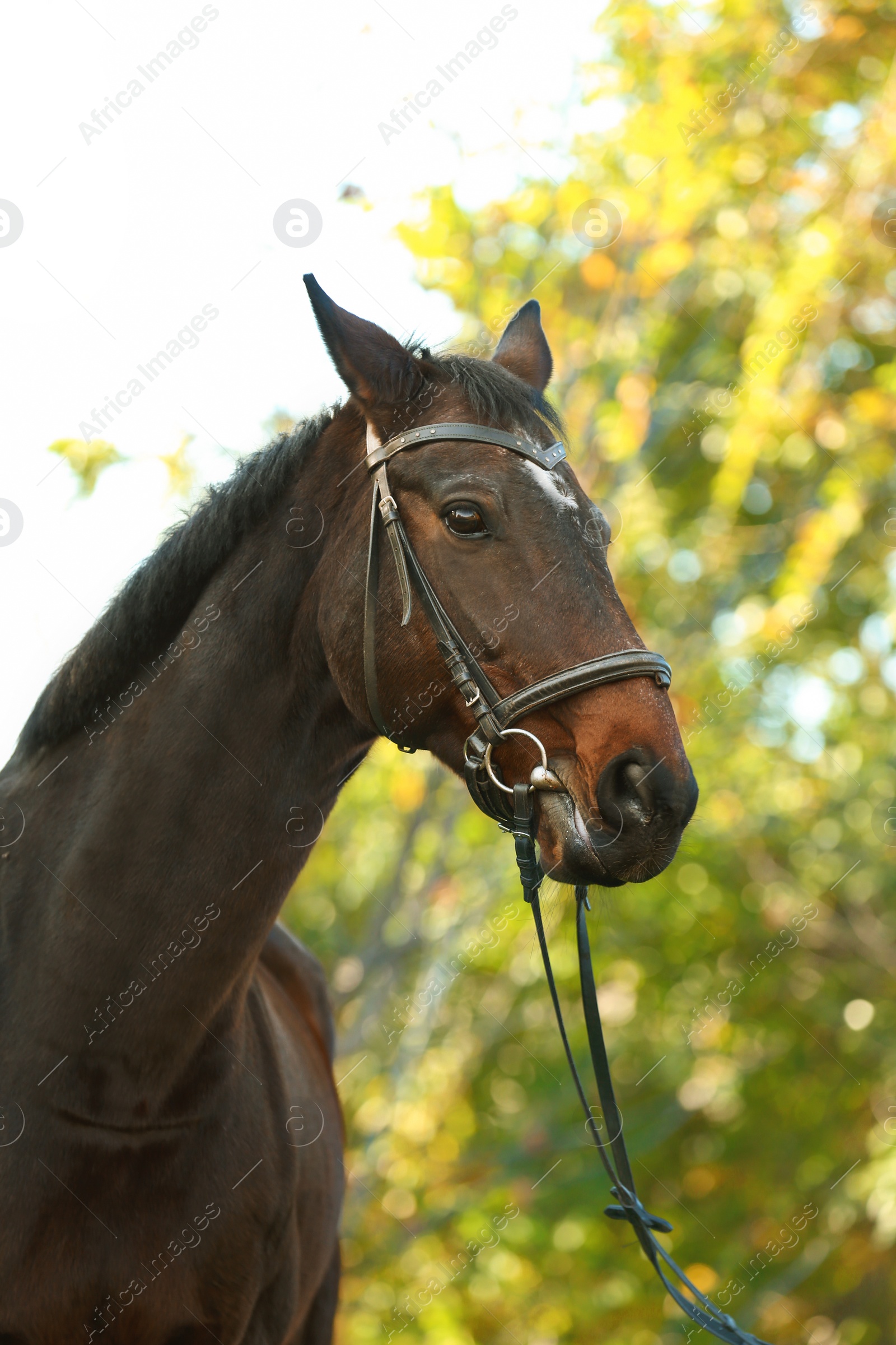 Photo of Beautiful brown horse in leather bridle outdoors