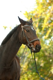 Photo of Beautiful brown horse in leather bridle outdoors